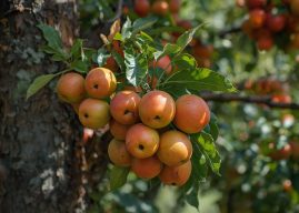 פירות העונה